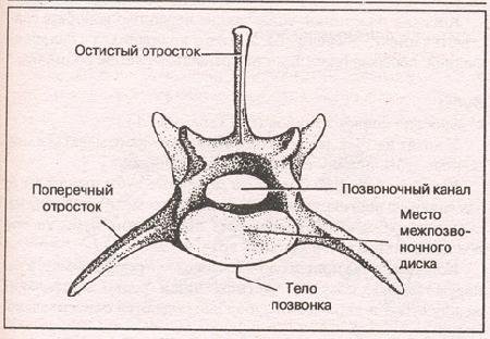 Строение позвонка собаки