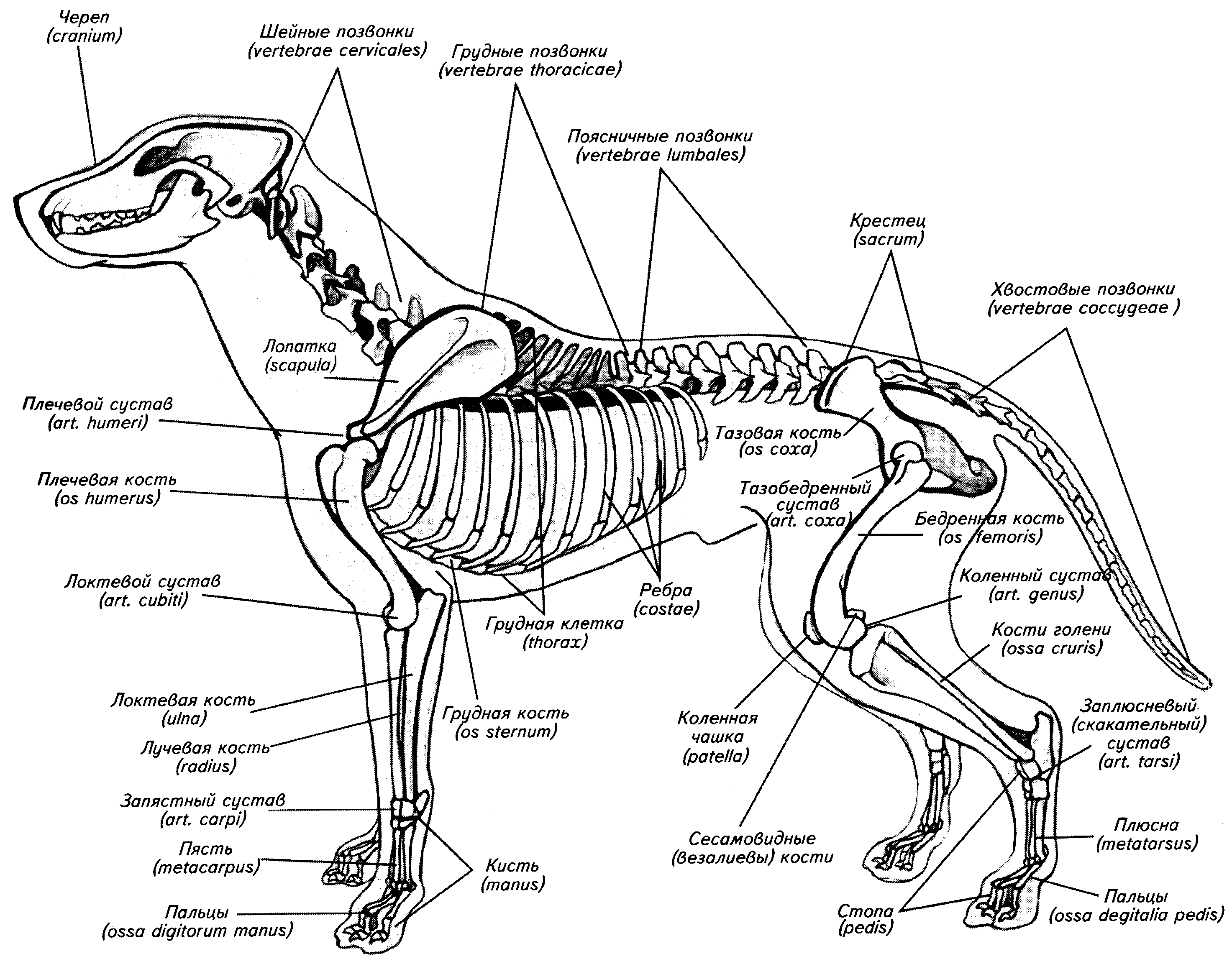 Скелет собаки с названием костей