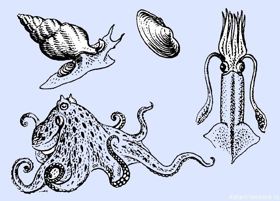 Беспозвоночные животные моллюски примеры. Позвоночные моллюски. Типы моллюсков животных. Беспозвоночных моллюски. Рисунки на тему моллюски.