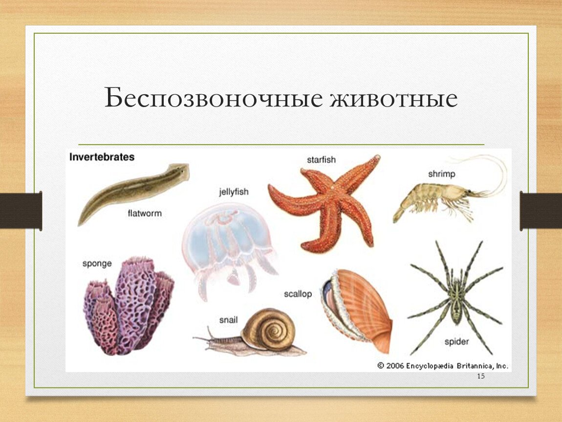 Беспозвоночные животные моллюски примеры. Схема беспозвоночных животных биология 5. Многоклеточные беспозвоночные. Беспозвоночные какие типы относятся. Без позоночные животные.
