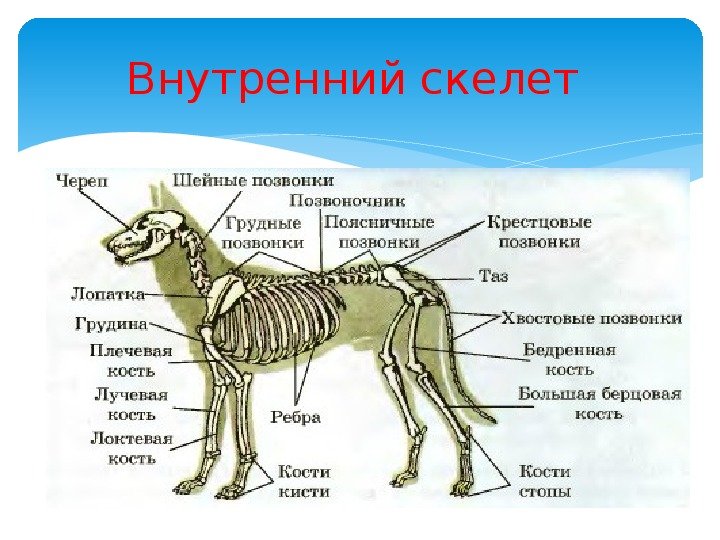 Скелет млекопитающих. Скелет млекопитающего 7 класс биология. Опорно-двигательная система животных. Таблица скелет млекопитающего 10 класс.
