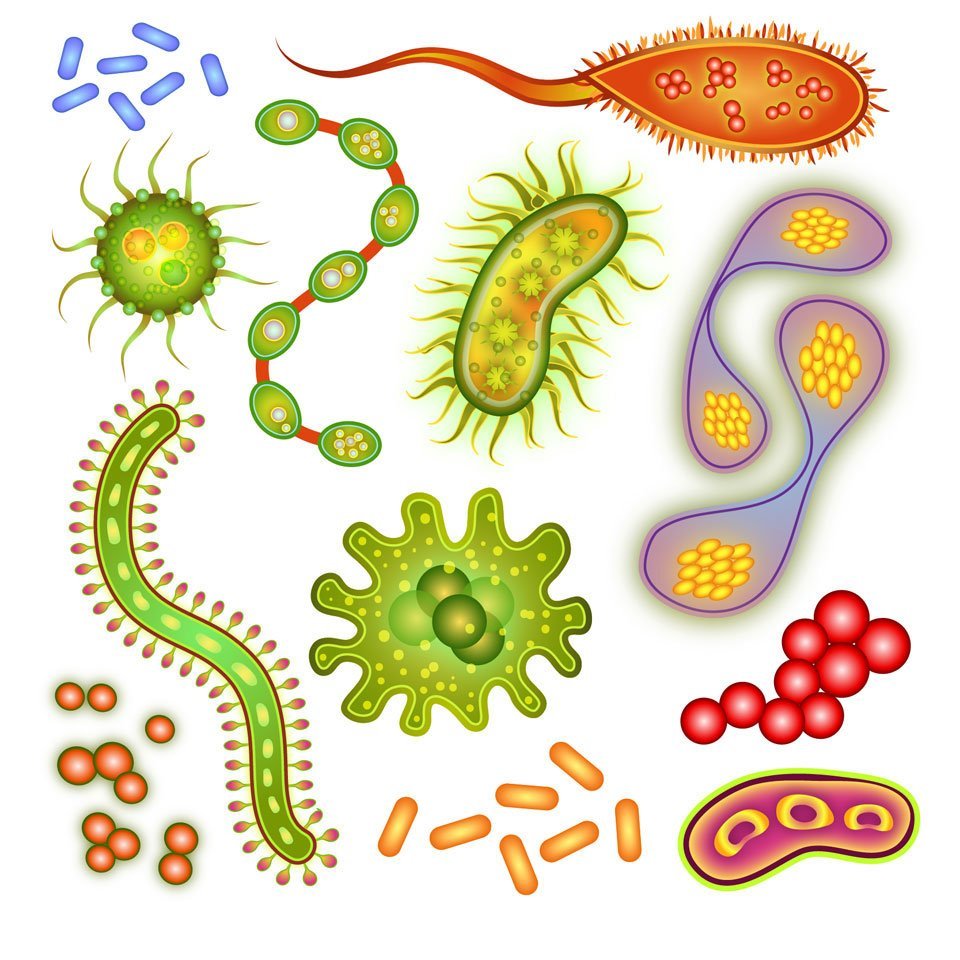 Бактерии зарисовка