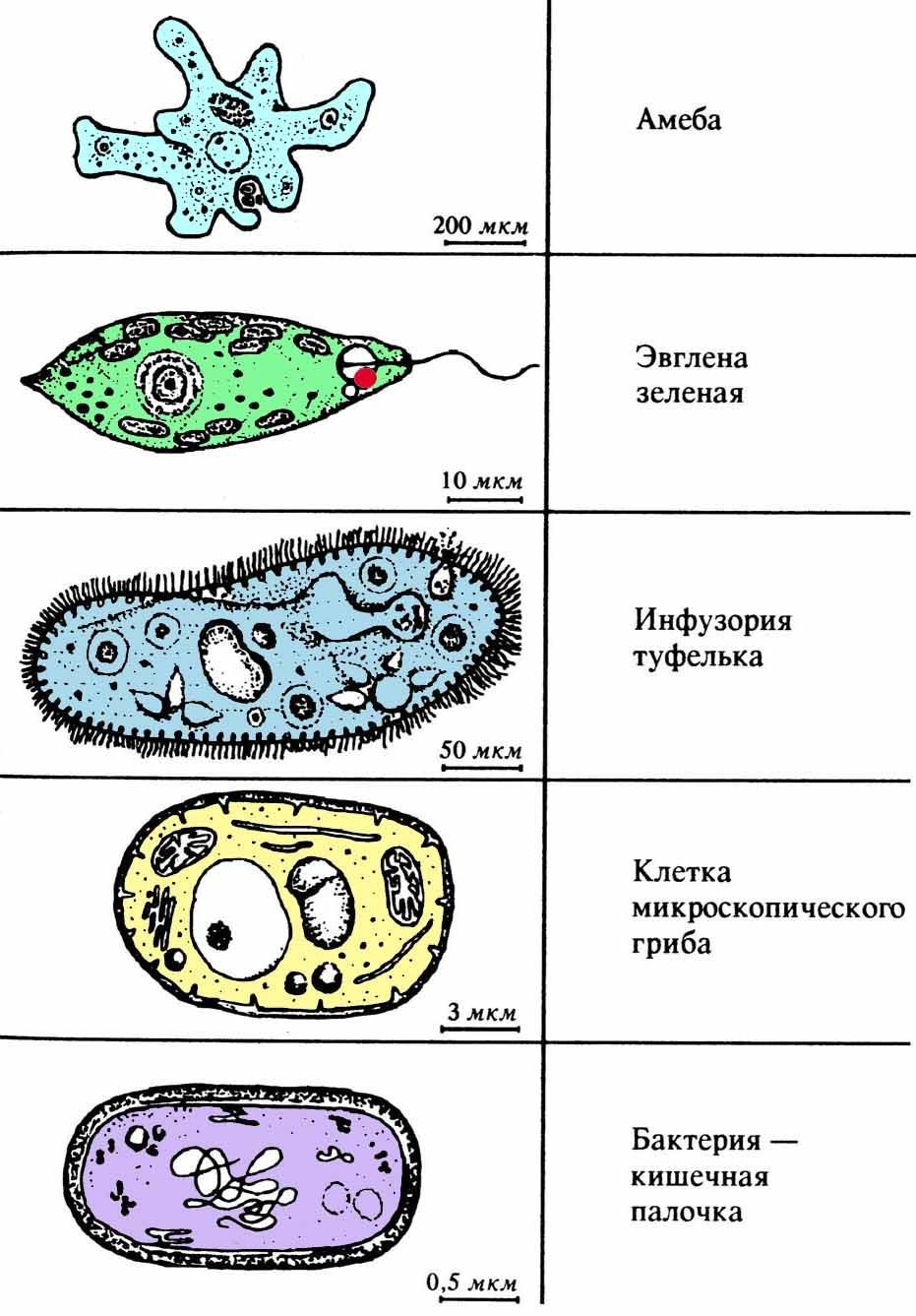 Простейшие одноклеточные организмы строение