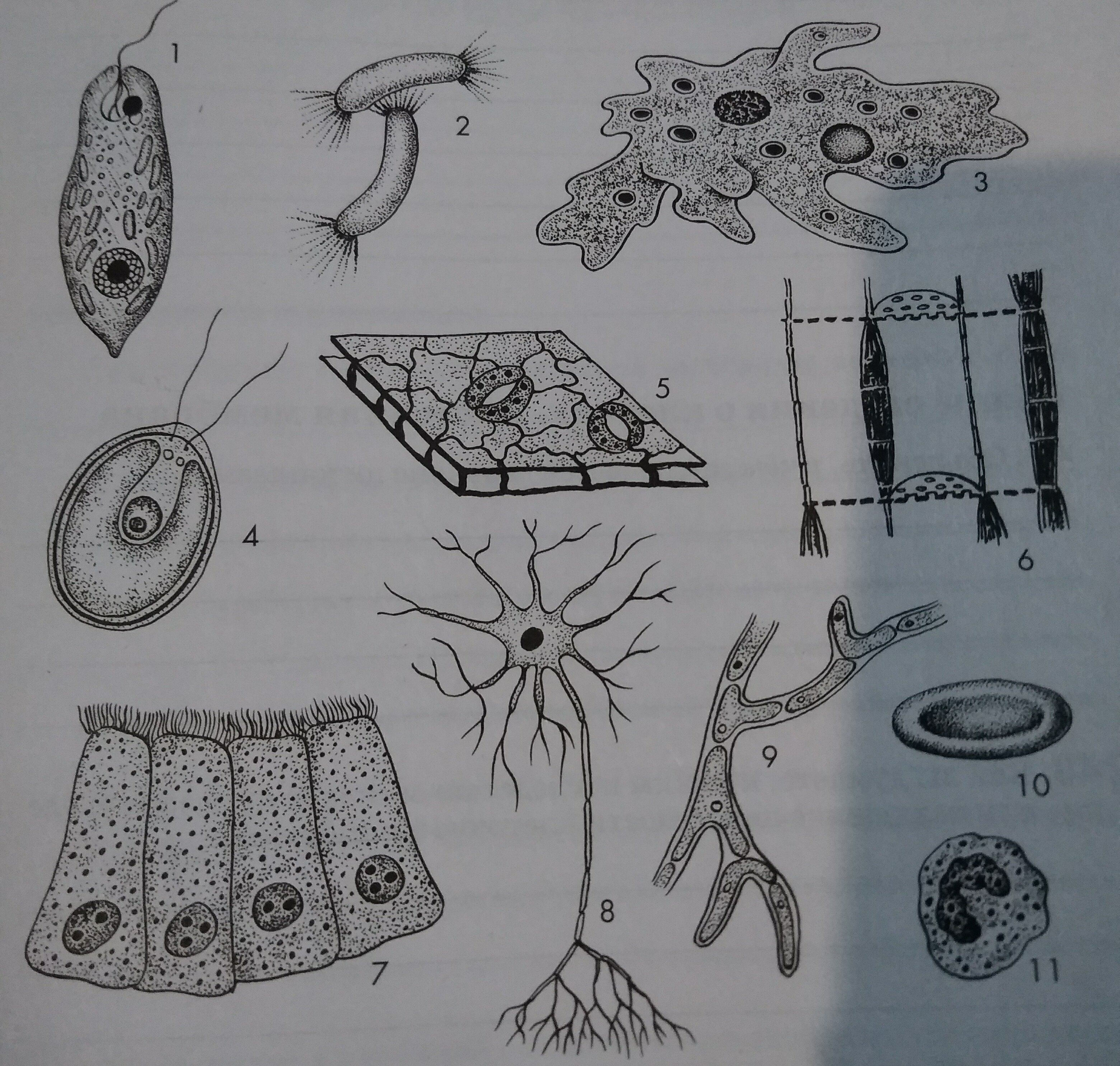 Клетки различных организмов