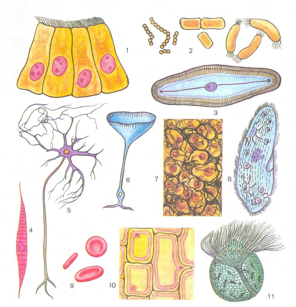 Клетки эпителия кишечника и клетки эпидермиса лука