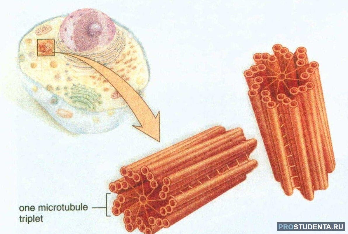 Клетка клеточный центр рисунок. Центриоль и центросома. Центриоли гистология. Центриоли эукариотической клетки.