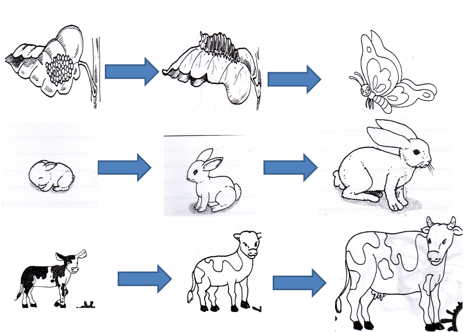 Пример иллюстрирующий размножение у животных