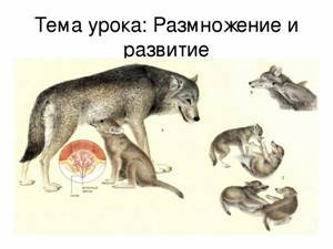 Модель развития волка