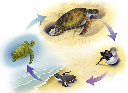 Черепахи развитие с метаморфозом
