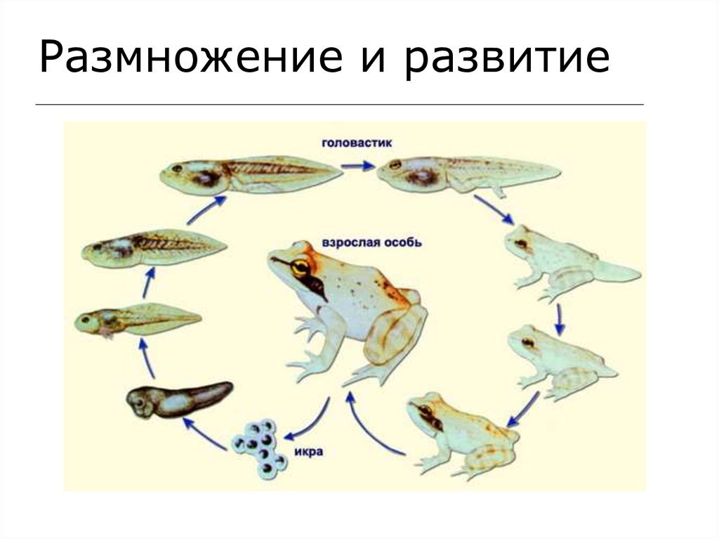 Размножение животных рыбы. Размножение животных. Модель размножения рыб. Размножение животных 18. Размножение животных 10 класс акула.