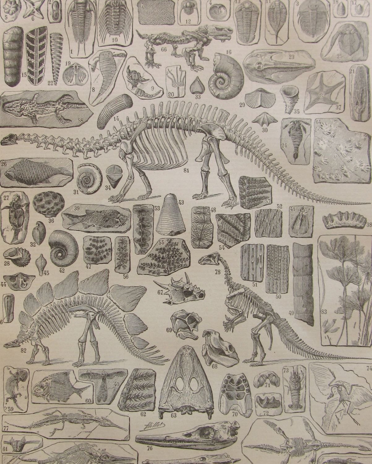 Плакат палеонтология