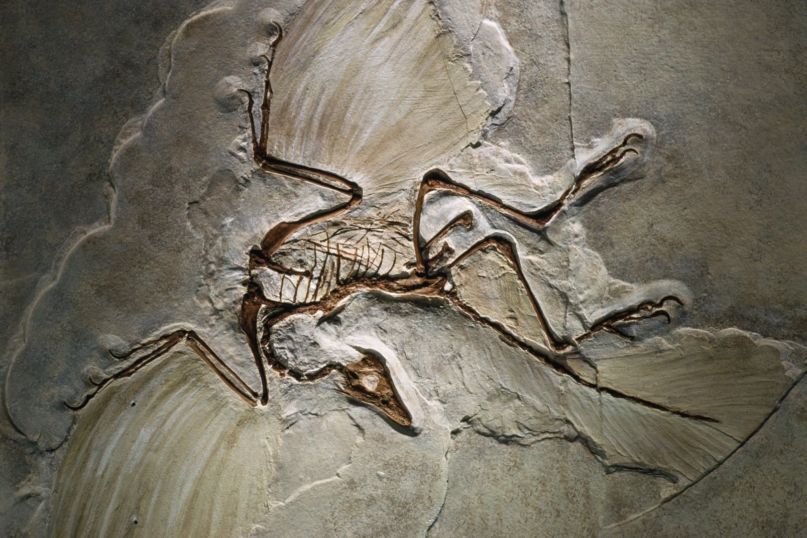 Палеонтология Археоптерикс