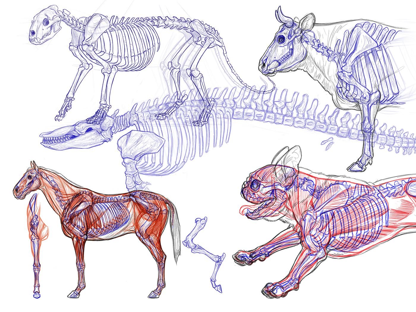 Анатомические зарисовки животных
