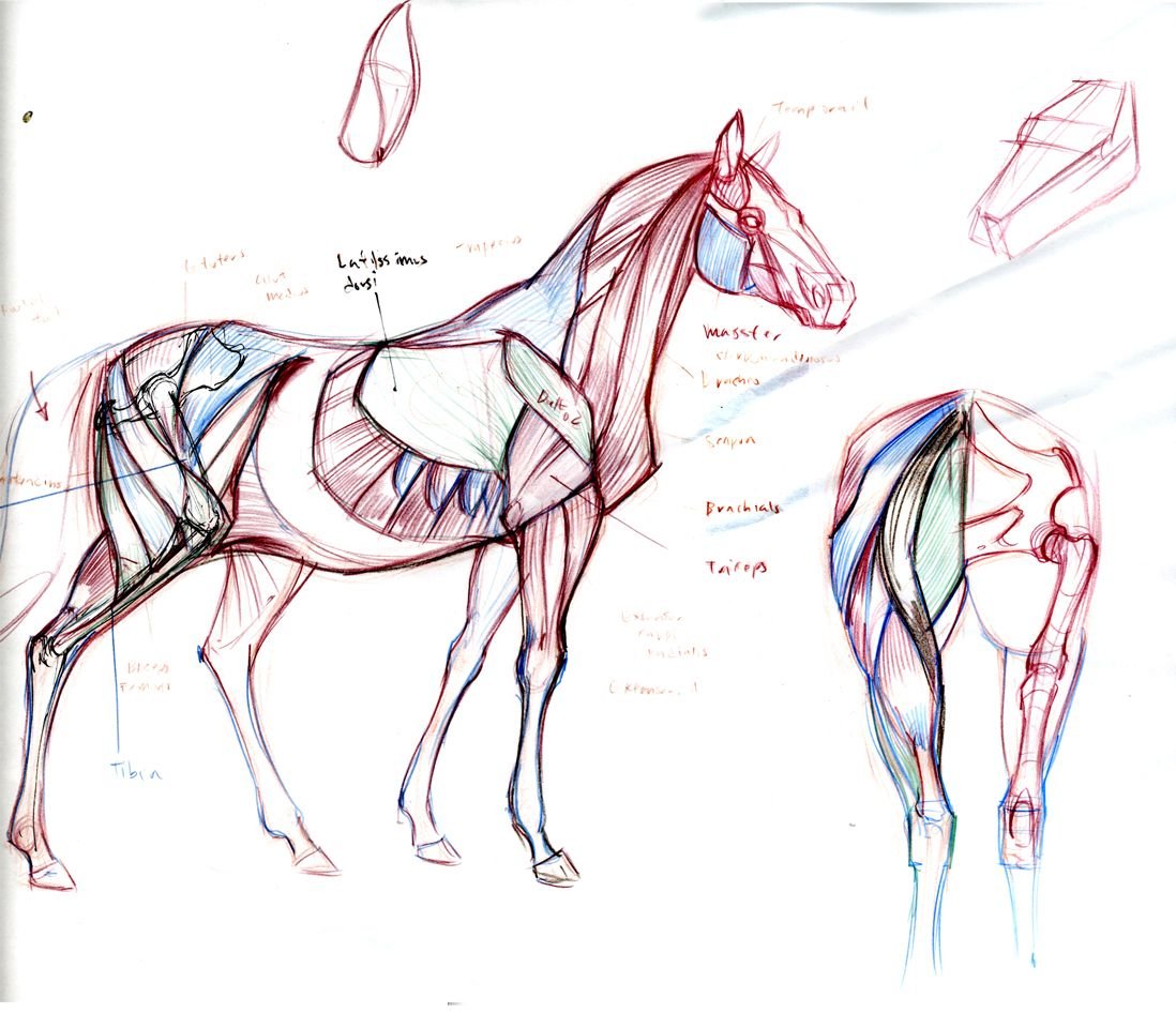 Лошадь референс анатомия