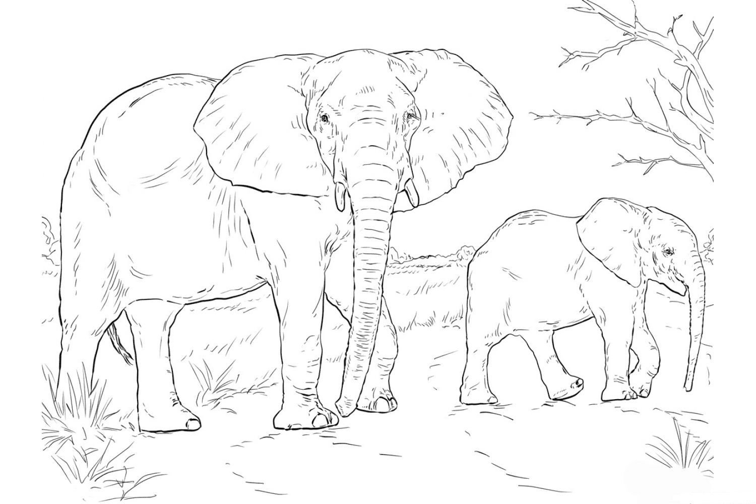 Раскраска Африканский слон