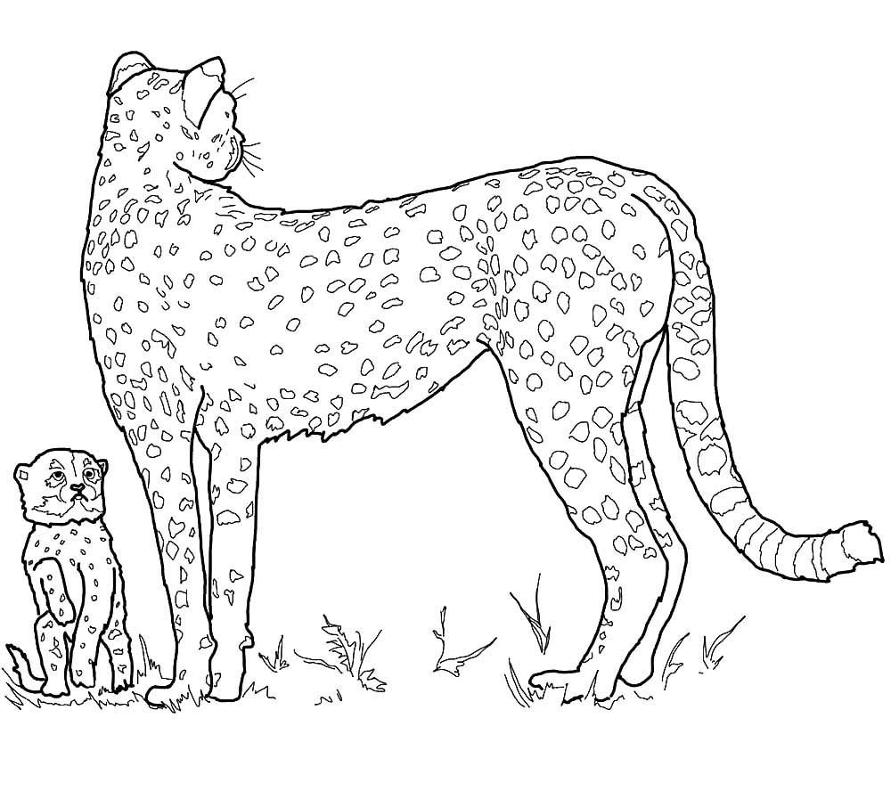 Семья гепардов раскраска