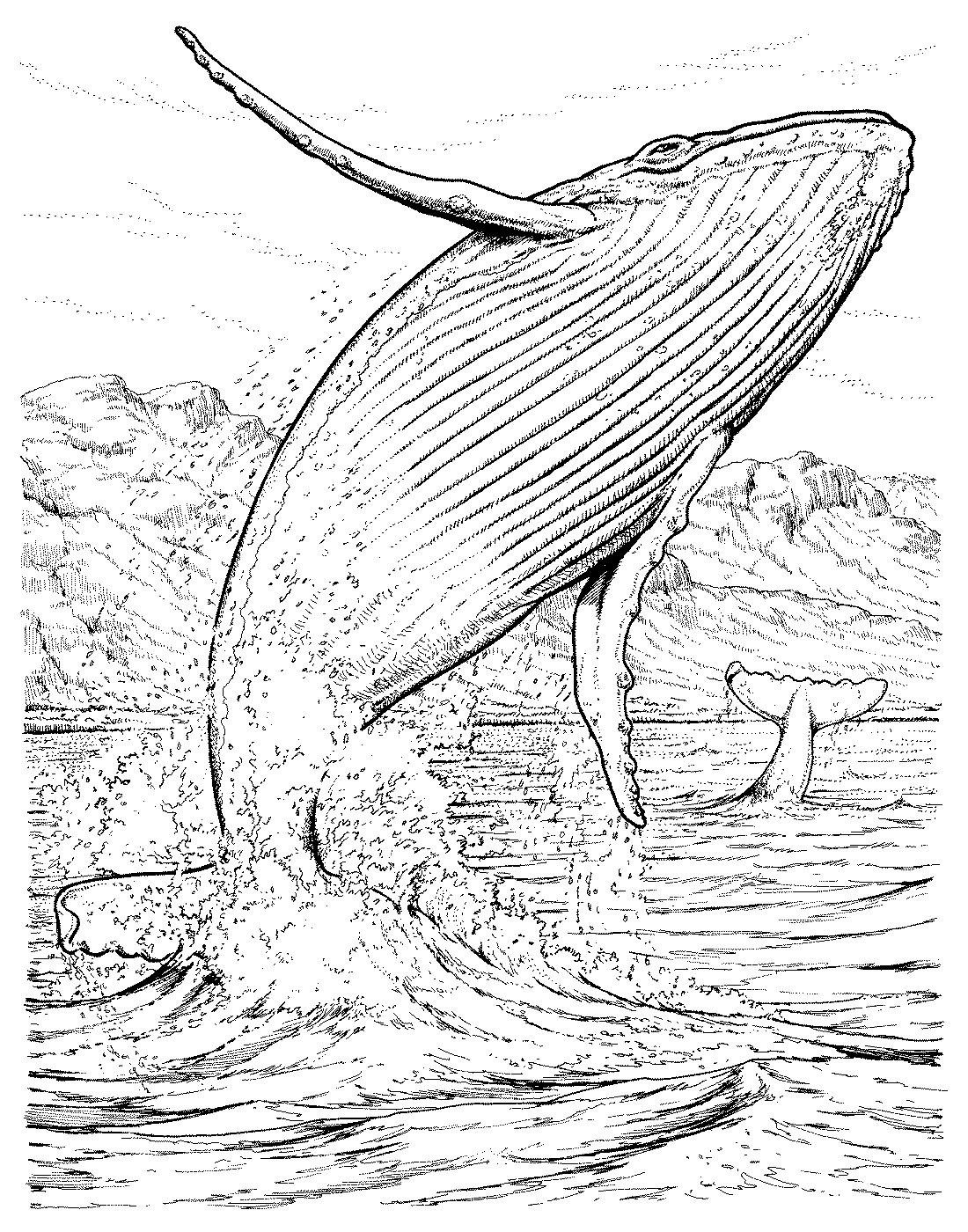 Синий кит раскраска