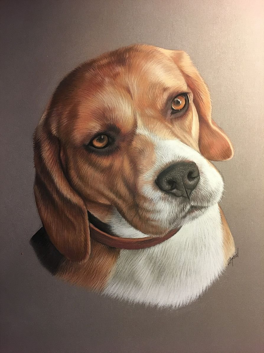 Портрет собаки Бигль