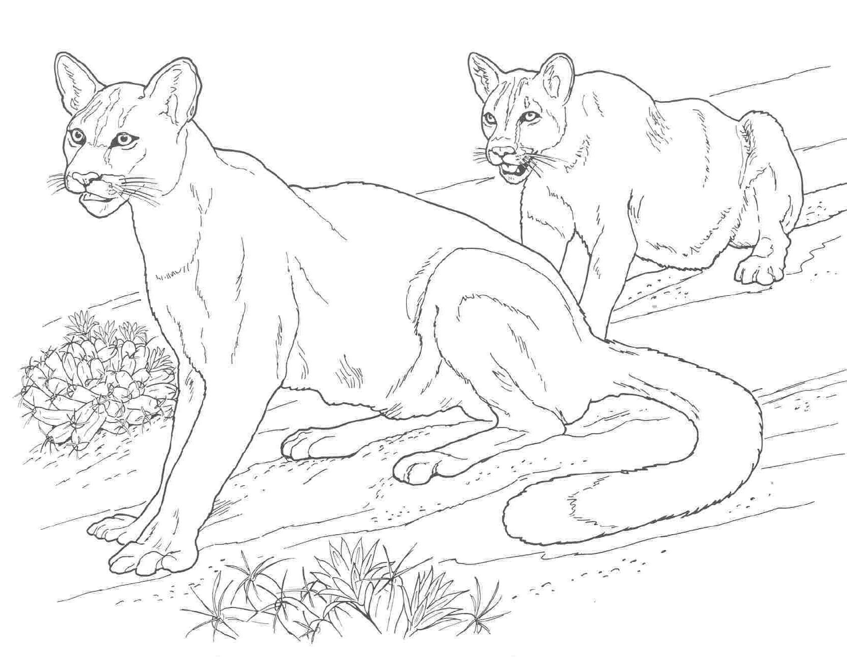 Рисунки диких кошек