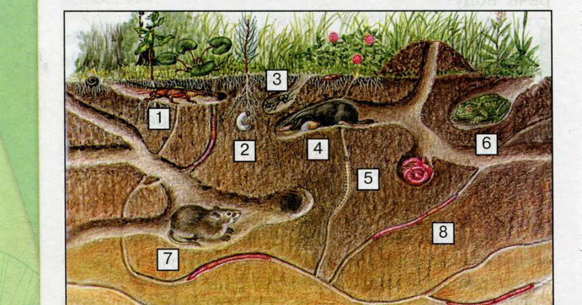 Какие растения живут в почве. Обитатели почвы 3 класс окружающий мир. Животные обитающие в почве. Обитатели почвы обитатели почвы. Почва и подземные обитатели.