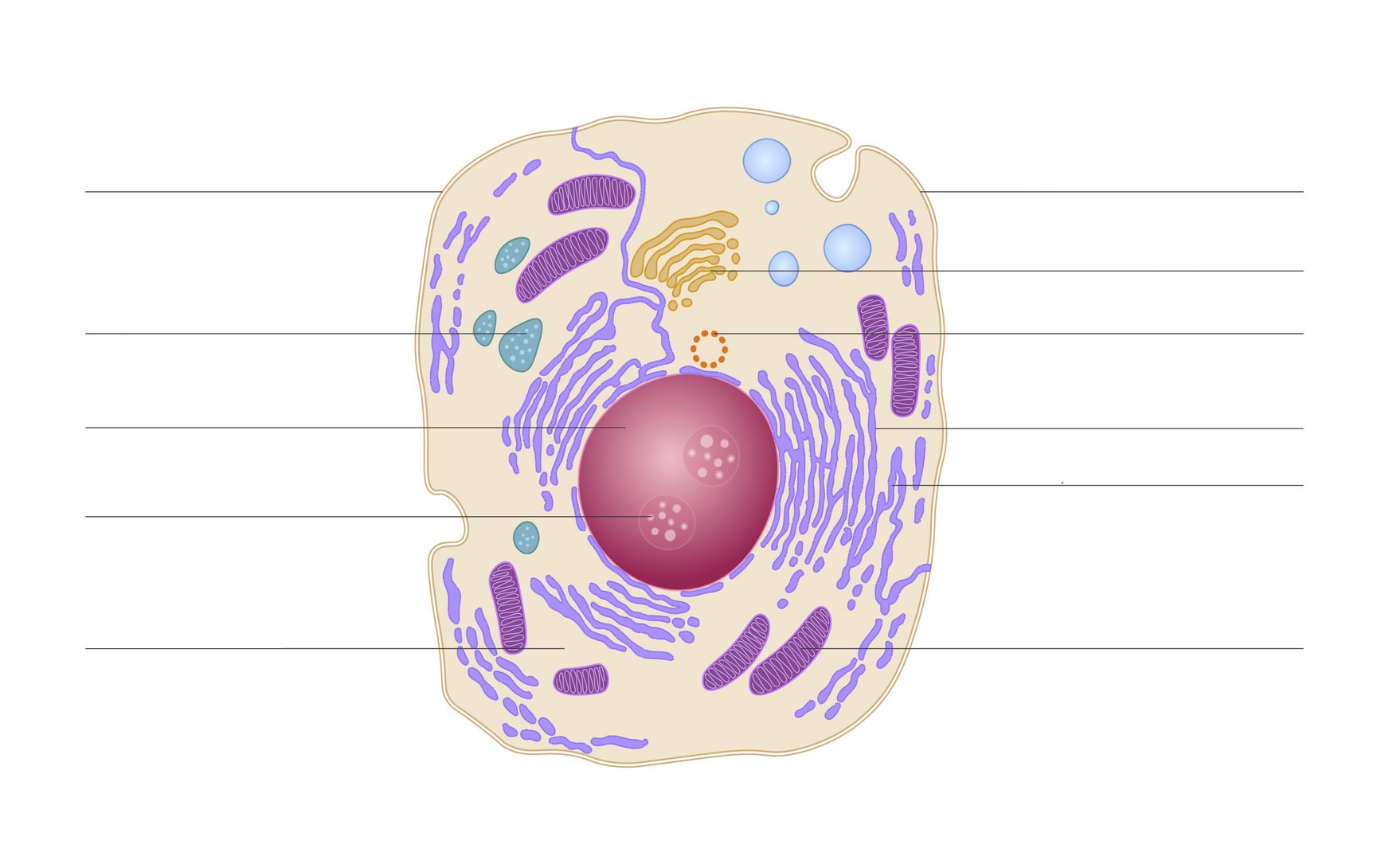 Эукариотическая клетка без фона