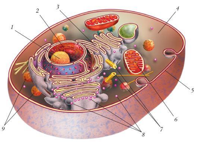 Там клетки. Строение органелл животной клетки. Строение органоидов животной клетки. Органоиды живой клетки строение. Животная клетка с подписями органоидов.