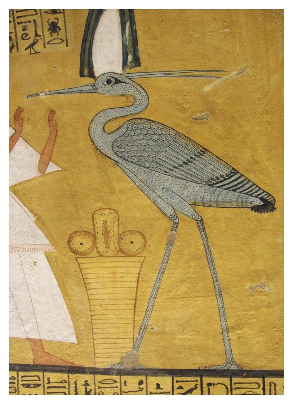 Ибис Священная птица древнего Египта