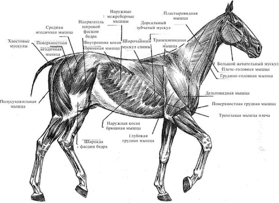 Сухожилие животных. Поверхностные мышцы лошади анатомия. Поверхностные мышцы туловища лошади. Поверхностные мышцы лошади вид спереди. Мышцы туловища лошади анатомия.