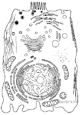 Строение животной клетки ЕГЭ биология