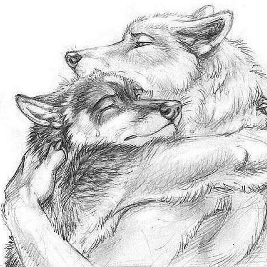 Волк обнимает волчицу