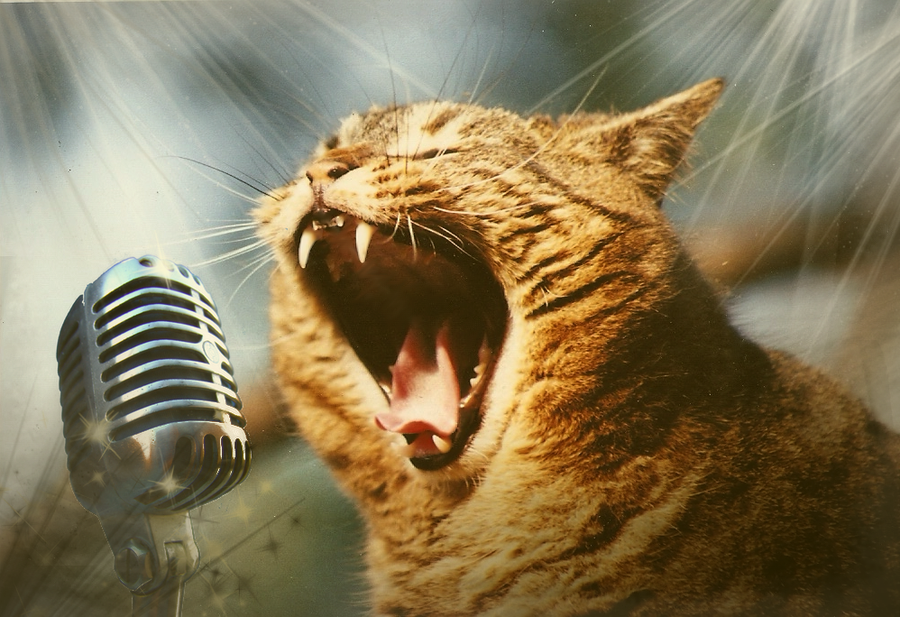 Кричать кричите петь пойте. Кот поет в микрофон. Орущий кот. Орать. Кричащий кот.