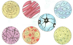 ТЕААИ живых организмов