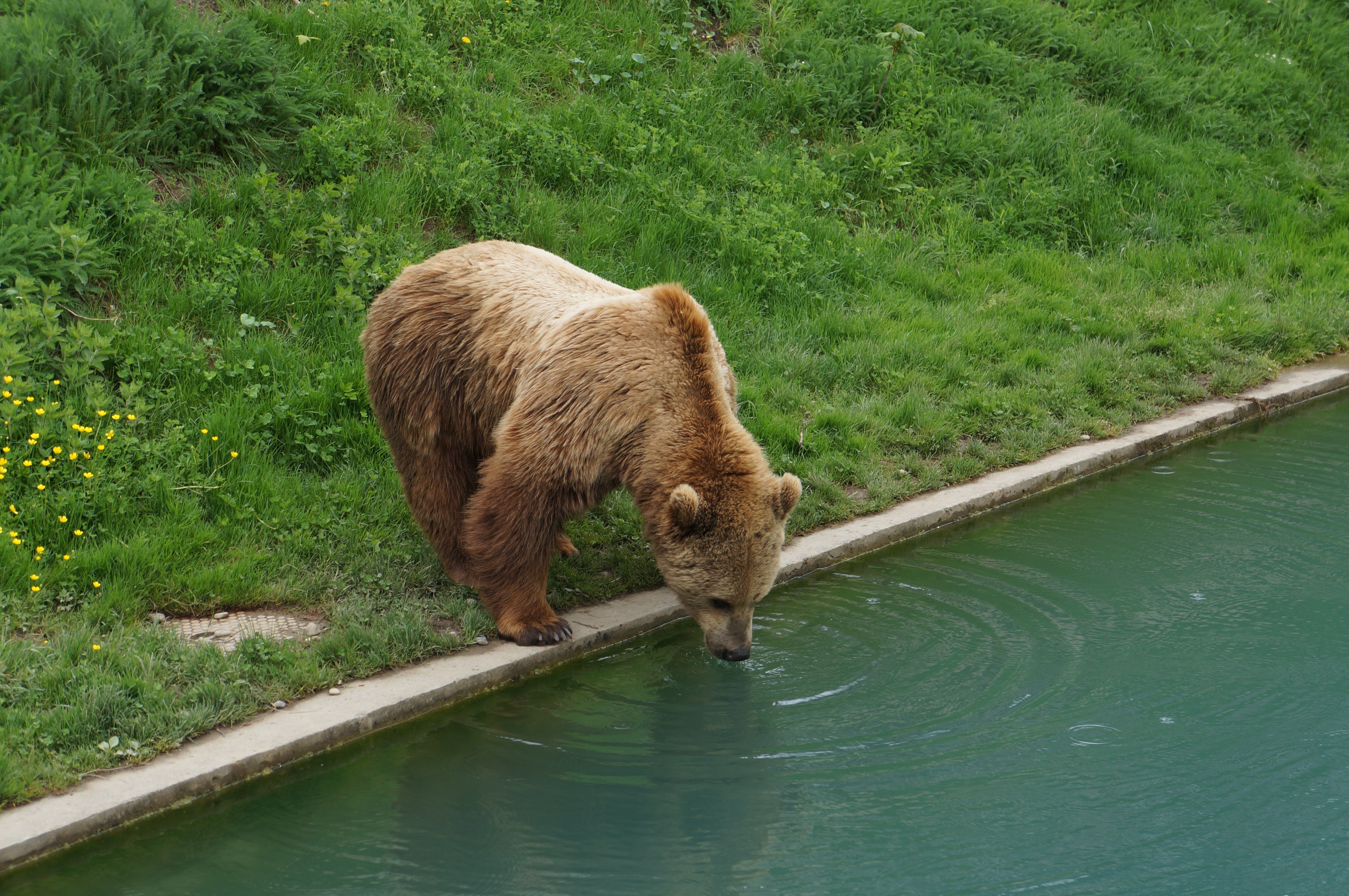 Медведь пьет воду