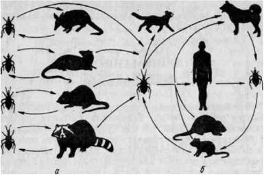 Серая и черная крысы