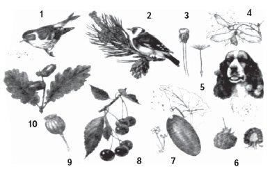 Синантропные животные презентация