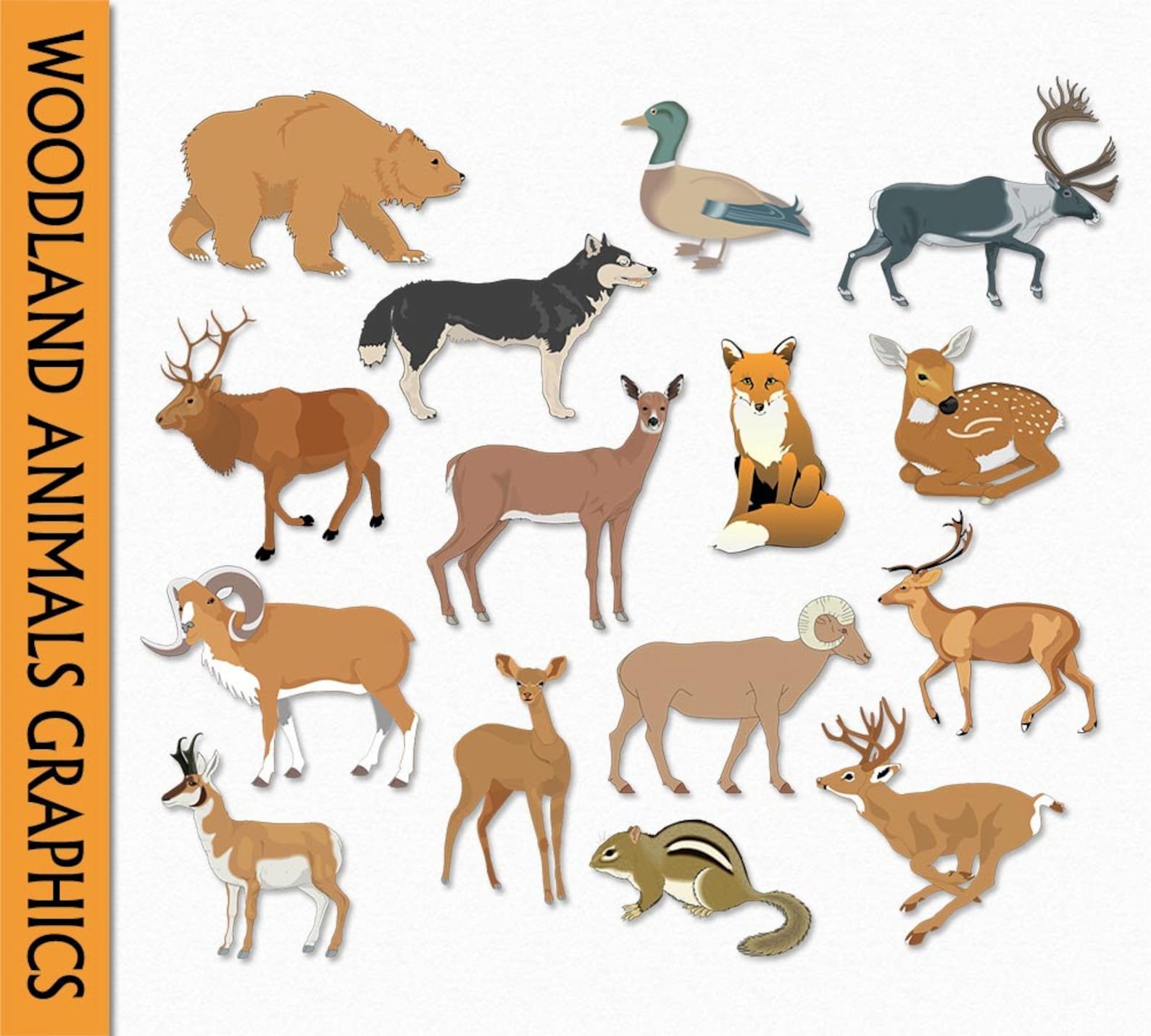 Плакат с лесными животными