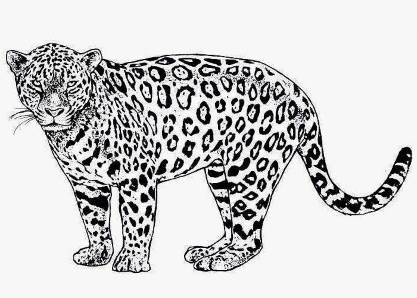 Раскраски животные леопард