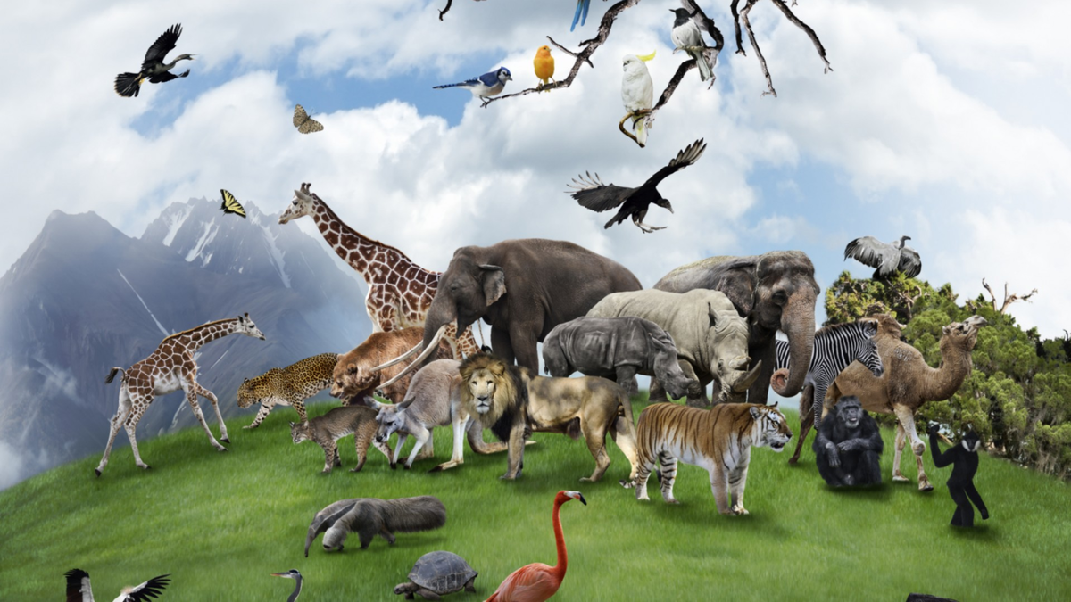 Много животных. Животные планеты. Планета животных. Множество животных. В мире животных 2024