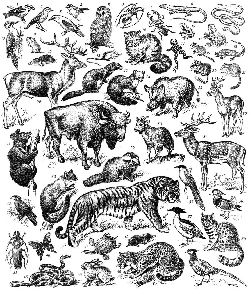 Множество животных видов