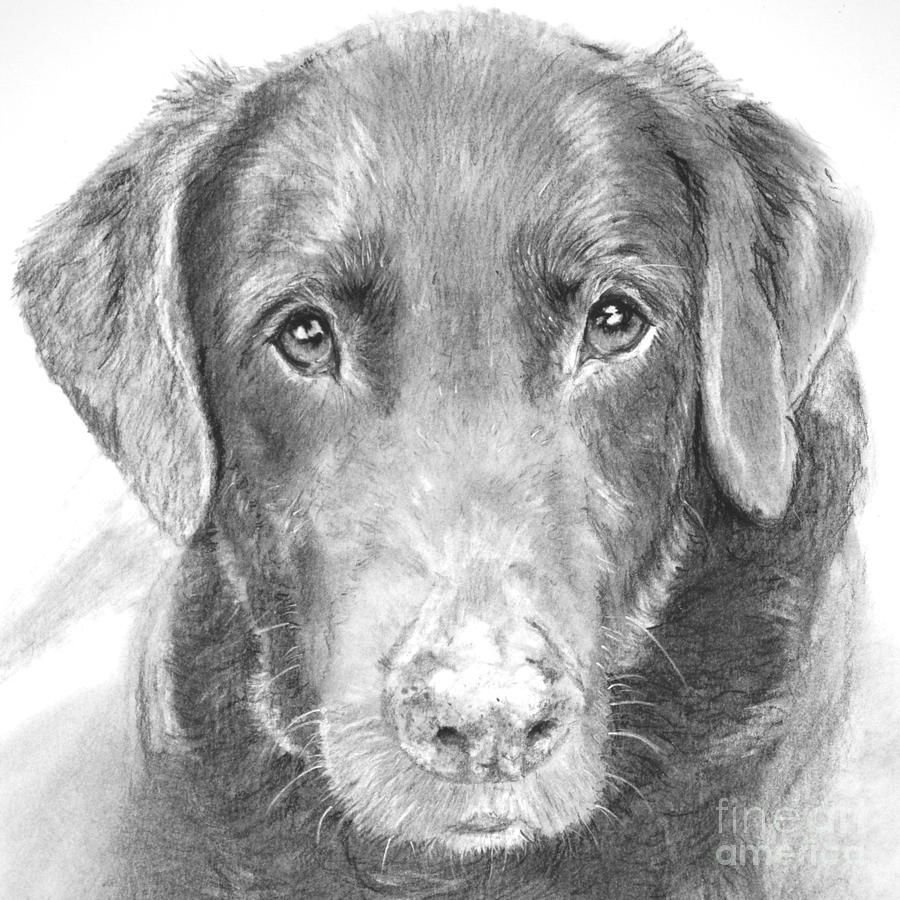 Рисунок собаки графика. Собака рисунок. Собака карандашом. Собака Графика карандашом. Собака рисунок карандашом реалистичный.