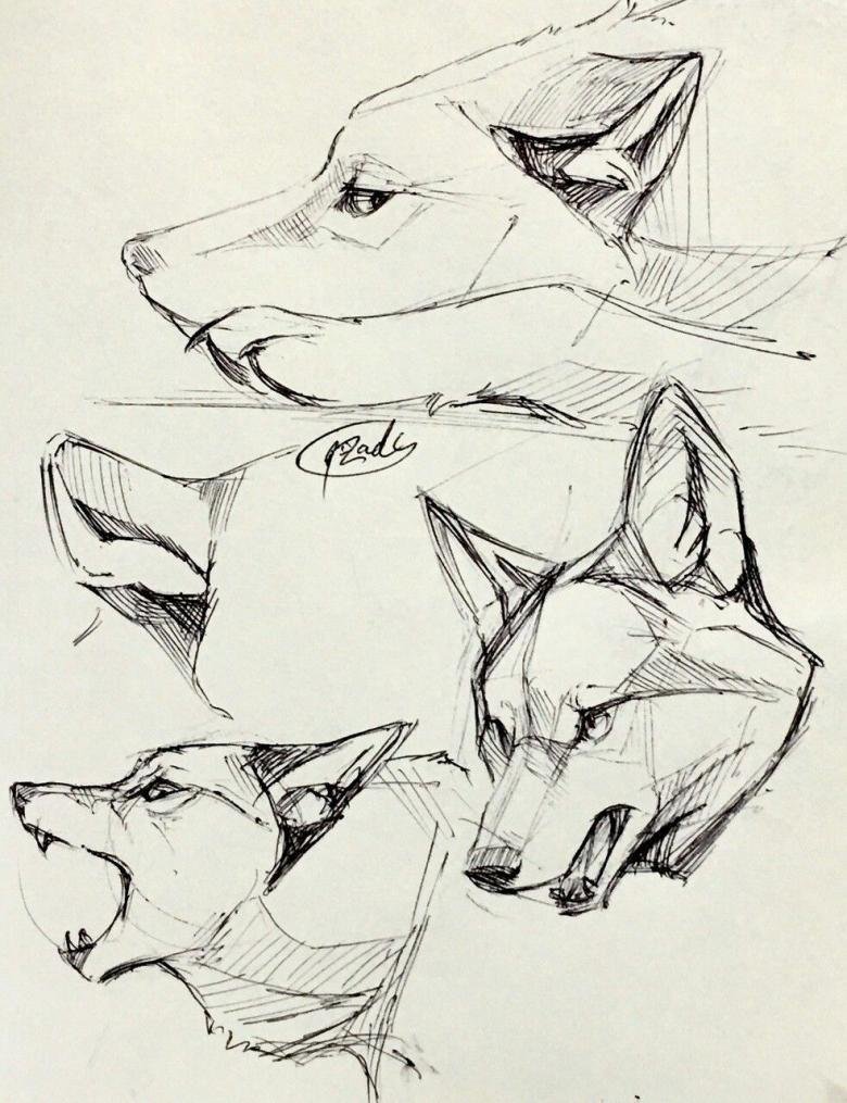 Анатомия головы волка
