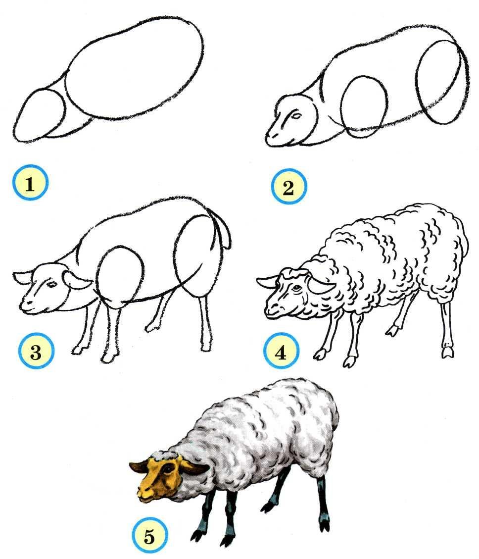 Этапы рисования домашних животных для детей
