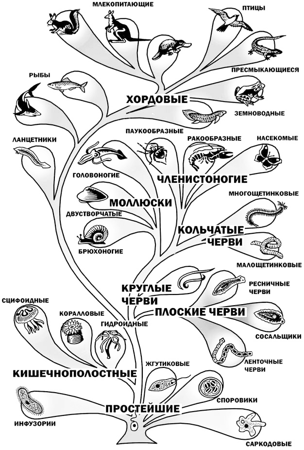 Как располагаются группы животных. Филогенетическое Древо позвоночных. Эволюционное Древо жизни биология.