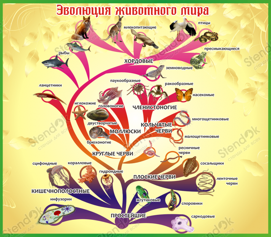Эволюция живого таблица. Эволюционное Древо развития животных. Эволюционное дерево животных биология 7 класс.