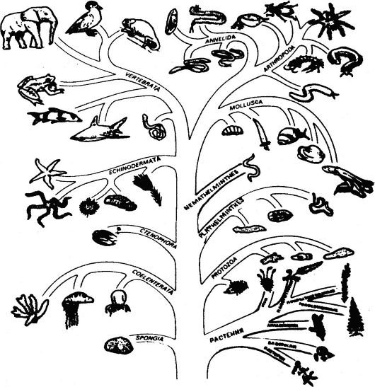 Схема эволюционного древа. Филогенетическое дерево эволюции животных. Эволюционное Древо развития животных.