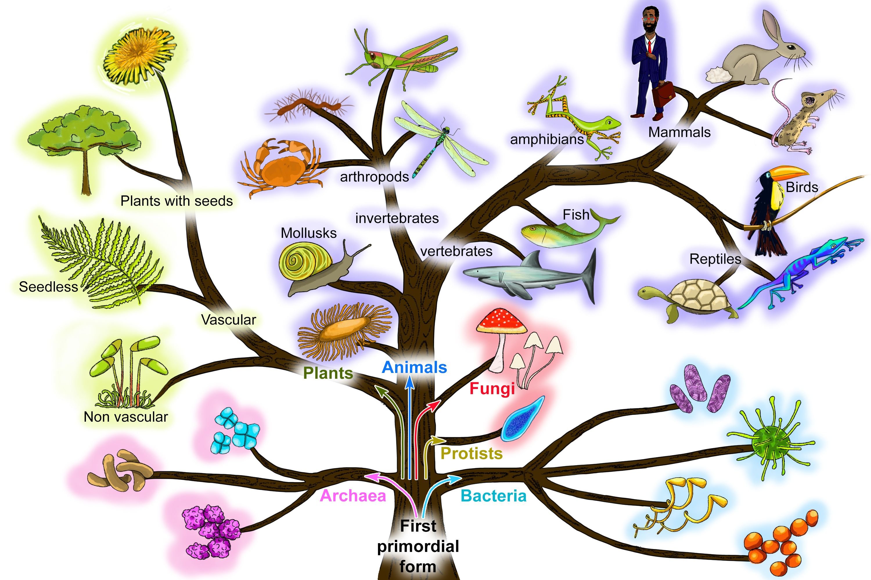 Схема эволюционного древа. Эволюционное Древо живых организмов. Филогенетическое дерево эволюции. Древо жизни Эволюция.