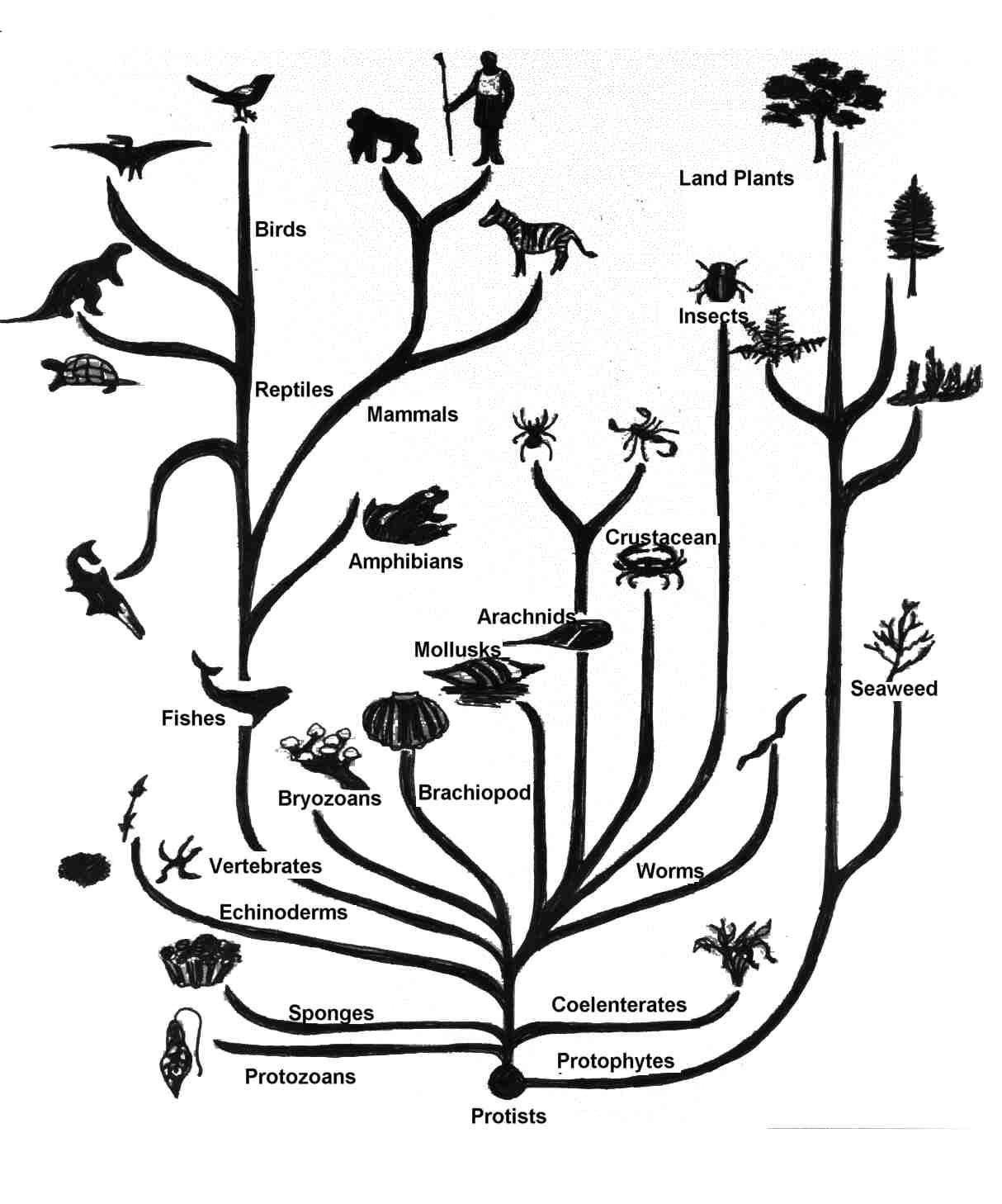 Филогенетическое дерево Дарвина
