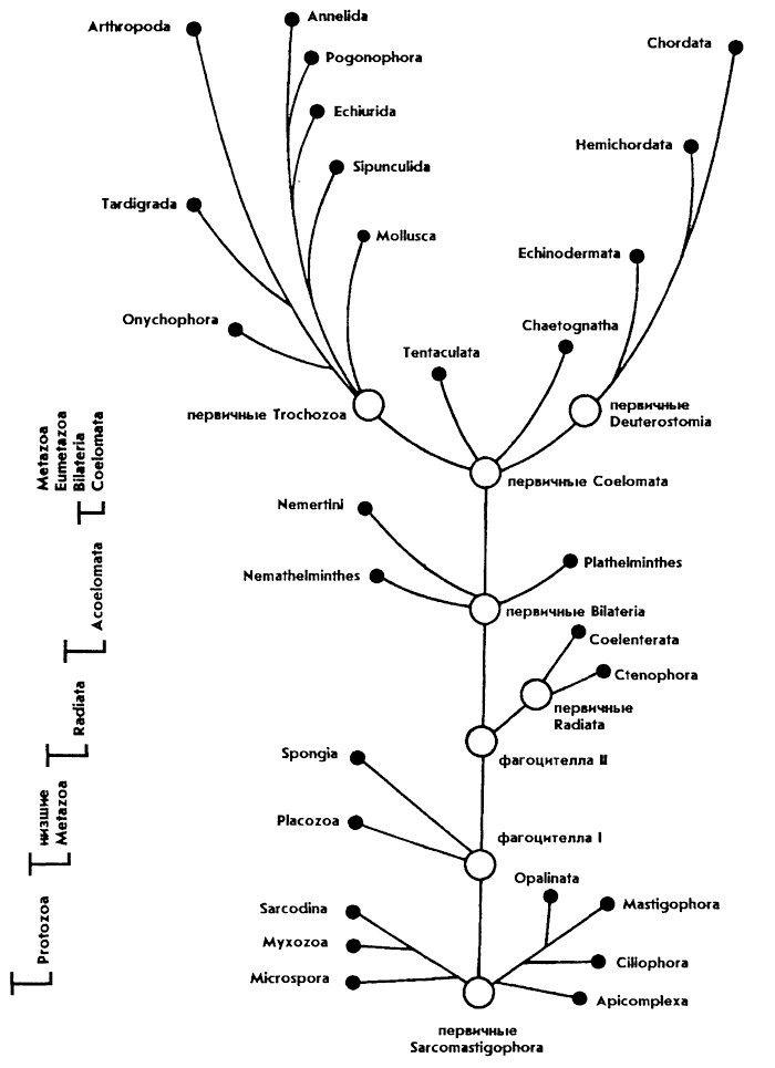 Схема эволюционного древа. Филогенетическое Древо животных. Филогения растений схема. Эволюционное Древо человека схема.