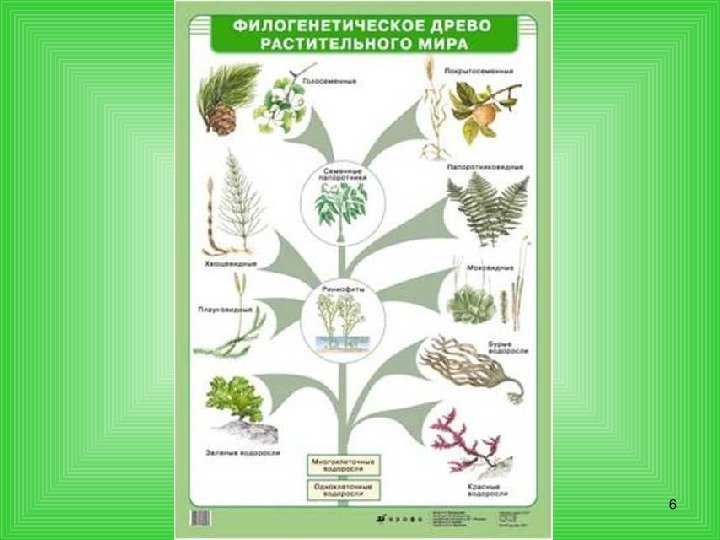 Растительное происхождение биологическая. Филогенетическое Древо растений. Эволюционное Древо растений.