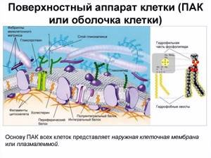 Строение мембраны клетки гликокаликс